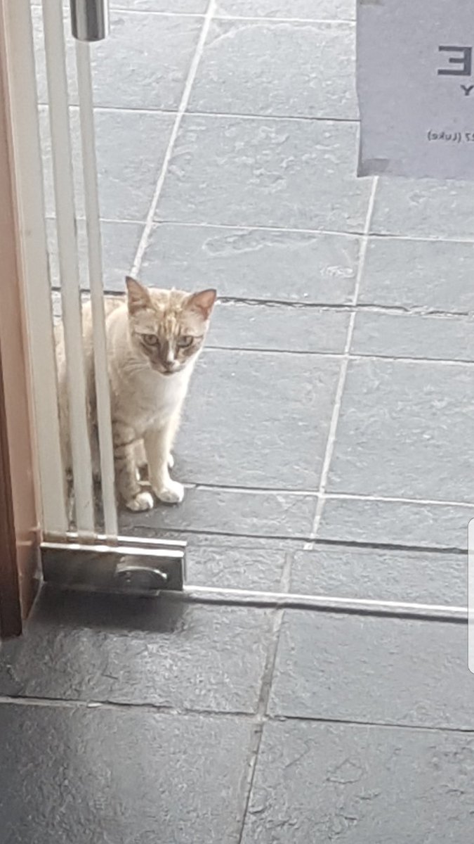 ifawani's tweet photo. My Angel...name sponsored by dato @msmaheran 😻😻😻👦✌ #Independentcat https://t.co/zYtO6yKHQv
