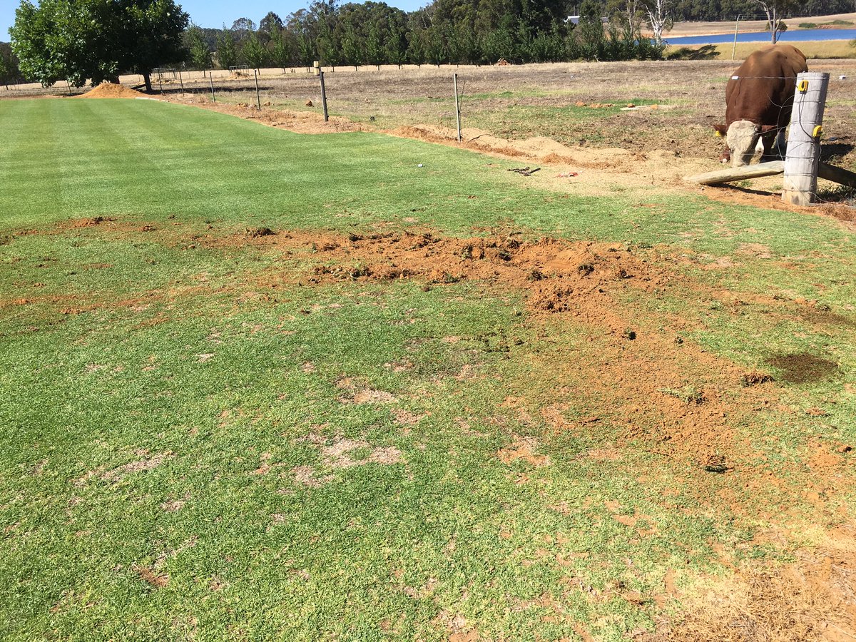 Absolute catastrophe. Within 30mins of this, bulls break through fence, think the lawn is a paddock! 🤦‍♂️😭