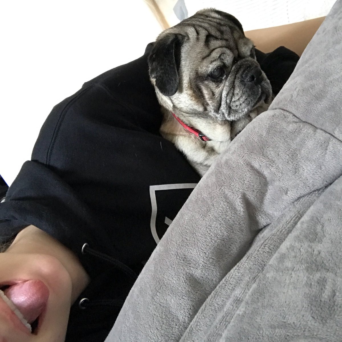 BeautyChickee's tweet photo. here are some pics of the man himself (listen he always looks sad even if he’s happy bc he’s a pug and the wrinkles and yeah) https://t.co/Mzfrl3GoeN