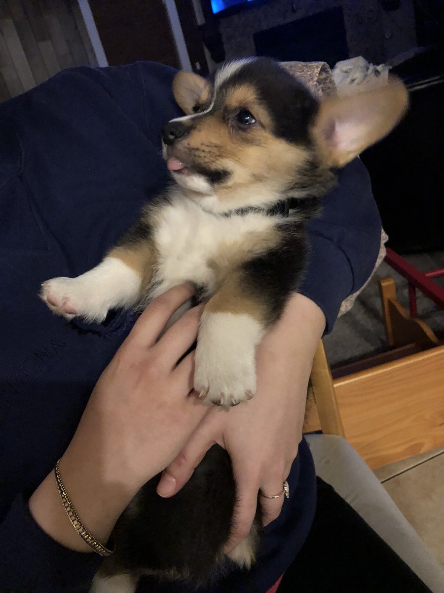 Jnellekrstn_'s tweet photo. When you let your friends dog sit and you come home to a full photo shoot of him... 😭❤️ Follow his IG y’all #TheRealJasperCorgi https://t.co/qWokgbDATh