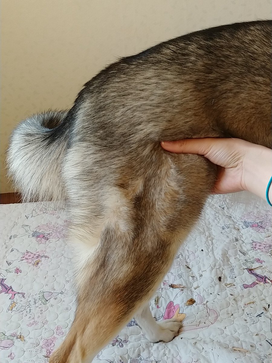 집에서 간단히 할수 있는 개 상태 관찰팁

1. 맥박수 
정상: 60~180(회/분)
주로 뒷다리와 몸통이 이어지는 부분에 세손가락을 대면 동맥뛰는게 느껴집니다.
재는법은 이런식으로 잡고 15초동안의 맥박수를 잰뒤 ×4
(조금 연습필요)