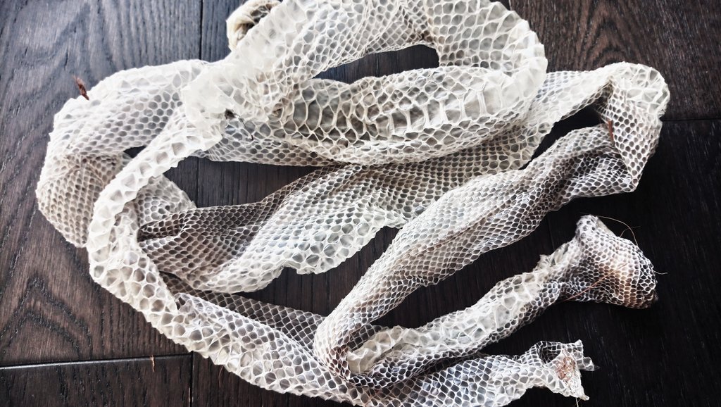 AmandaFoxActor's tweet image. My new handbag? #pythonshed #naturesart #pythonlover