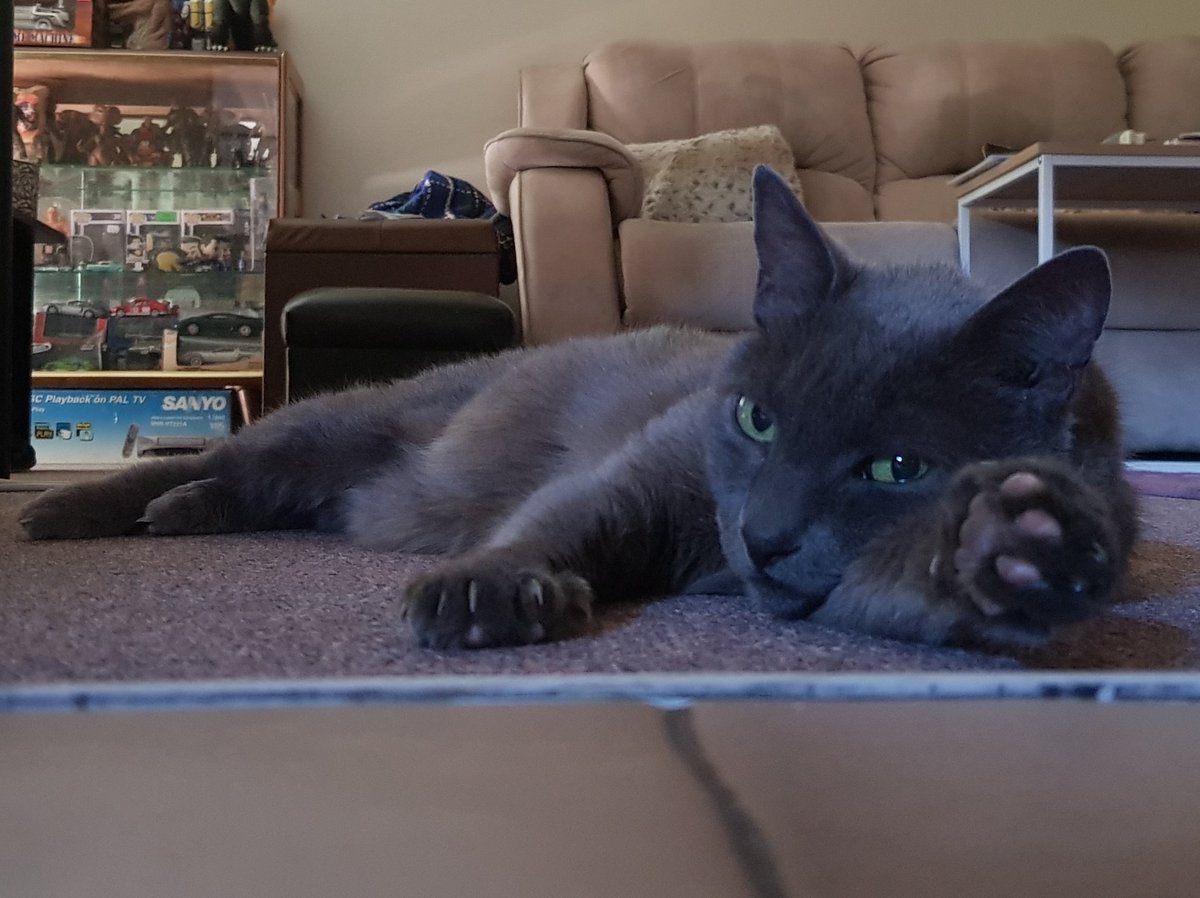 This weather in Australia can go fuck itself. This is ridiculous. Think of my damn cat!