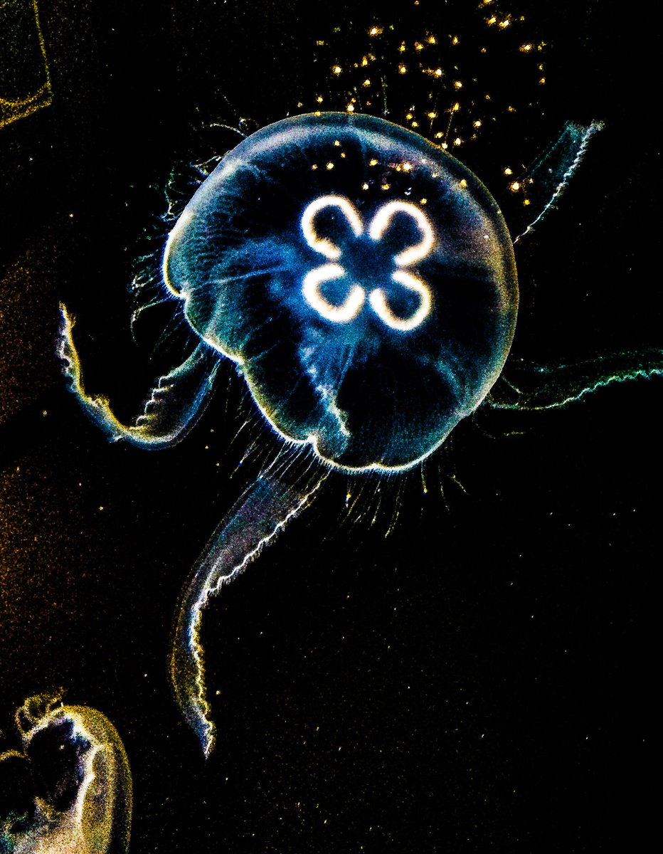 ThColoradoImage's tweet image. Sealife Center Seward Alaska