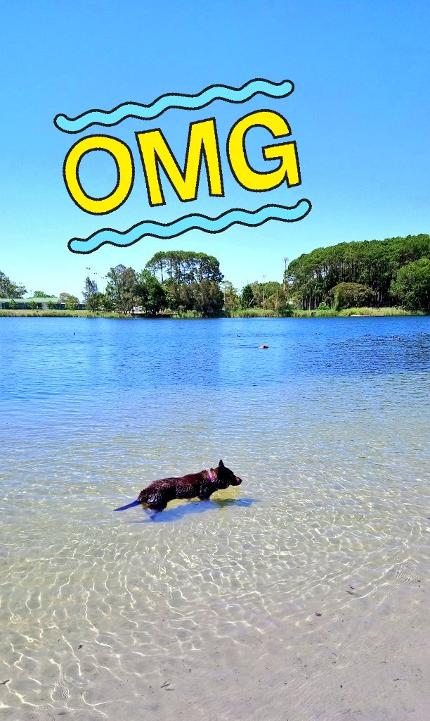Poppy_MindDogAU's tweet photo. Can you spot me??
I went duck hunting 😂
#Quackers #AussiePoppy #FunInTheSun #GoldCoast https://t.co/8LPRVUDe1f