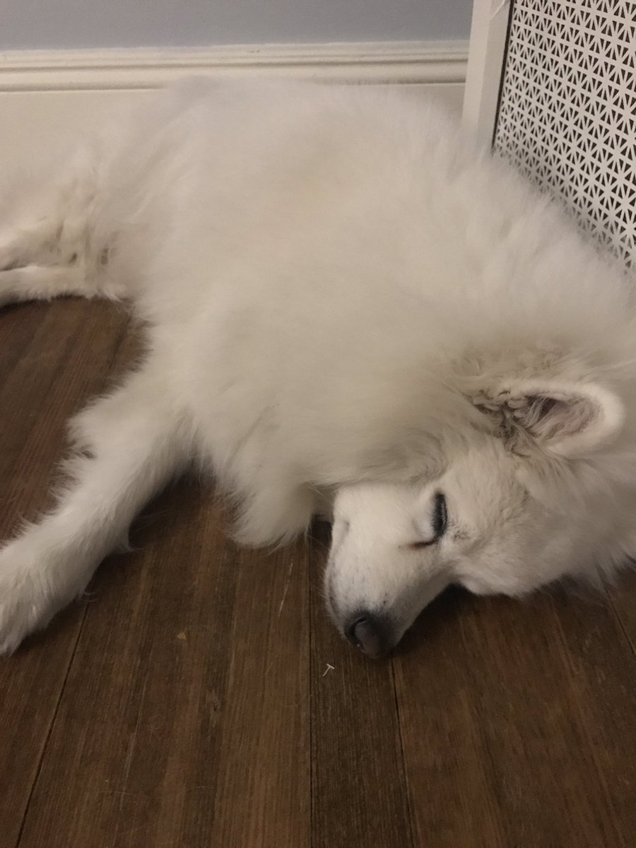 smoothatonalsnd's tweet photo. Sleeeeeeepy Quinn_2Ns #7Es https://t.co/EIKJLYzYqy