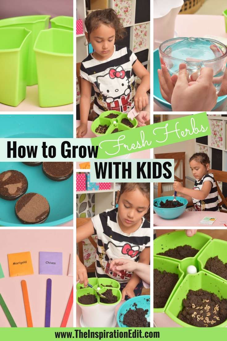Learn how to grow fresh herbs with <a href="/HandyHerbs/">Handy Herbs</a> #healthy #gardening #Stem #kids #paleo  #preschool #Foodie wp.me/p5XRN6-2oA