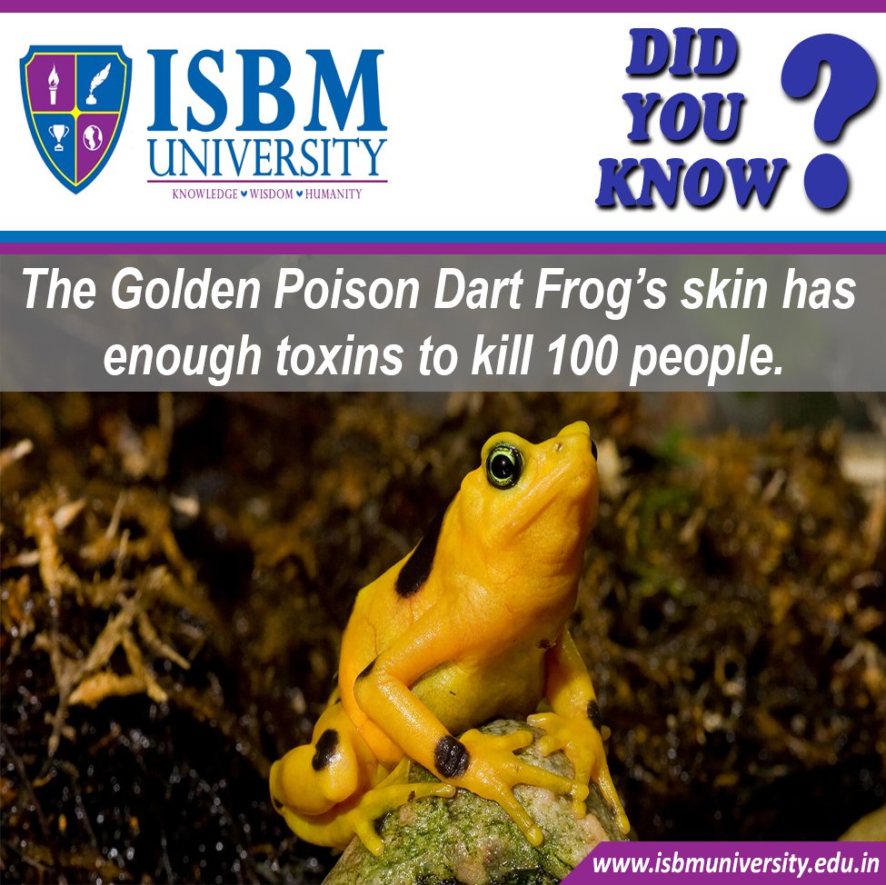 isbm university on twitter didyouknow the golden poison frog