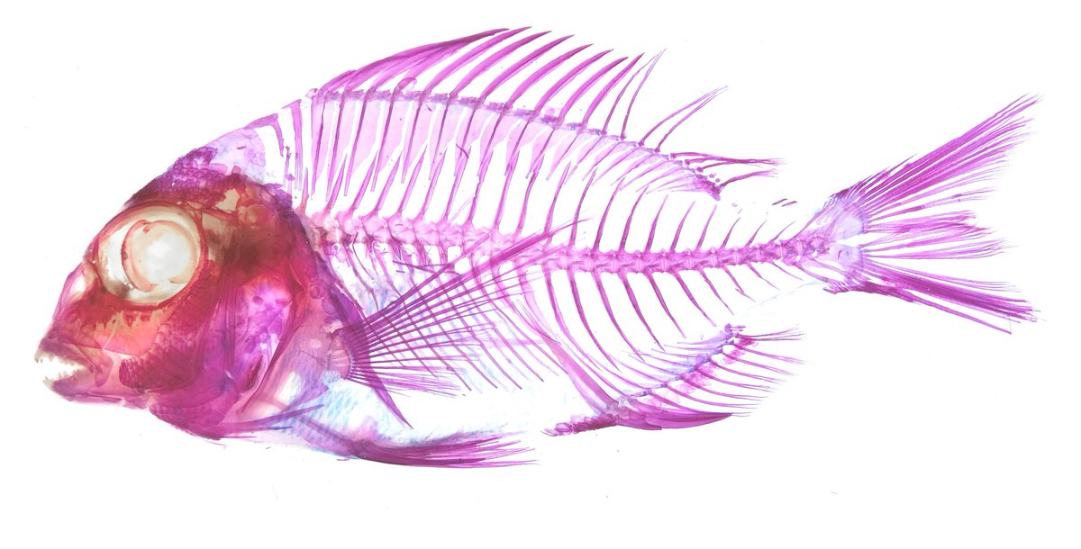 マダイ（Pagrus major）の透明骨格標本。魚の中でも長生きらしく、中に