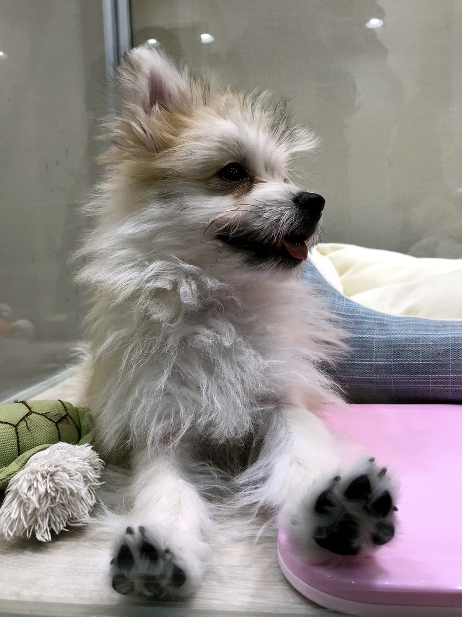 elly_lakes's tweet photo. In Japan there is P’s First that sells beautiful puppies 😍 I discovered I have one in my neighborhood! 🐶

#ellylakes #insidejapan #livingtokyo #city #tokyo #neighborhood #nakano #psfirst #cute #little #puppy #dog #happiness #blogger #follow #me #love #beautiful #japan #日本 https://t.co/C2BQkKCi1O