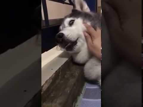 ট ইট র ふぁぼ動画 おもしろ動画まとめ 寝てるハスキー 犬を起こした結果w 21秒の動画 ぐっすり寝ているハスキーをいきなり叩き起こした時 T Co O127afuvxk かわいい シベリアンハスキー 面白動画 ペット動物 ふぁぼ動画 T Co ট ইট র ふぁぼ動画 おもしろ動画まとめ 寝てるハスキー 犬を起こした結果w 21秒の動画 ぐっすり寝ているハスキーをいきなり叩き起こした時 T Co O127afuvxk かわいい シベリアンハスキー 面白動画 ペット動物 ふぁぼ動画 T Co