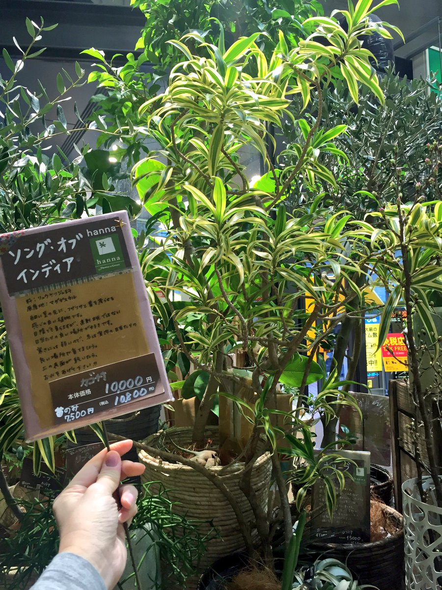 梅田ロフト 1階 Hannaさんでも セール開催中 O 大鉢観葉植物が Offとお買い得 税込10 800円以上の商品が対象 フランスゴム木や オリーブ など人気商品をご用意しております 観葉植物