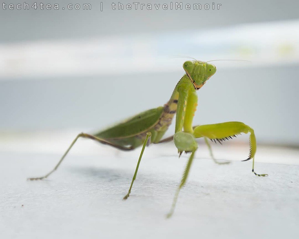 tech4tea's tweet photo. #ttmTaiwan2017: A passing #prayingMantis stops, gazed at us and posed for a portrait.
We were at the Xuan Zang Temple (#玄奘寺) at #SunMoonLake in central Taiwan.
#tech4tea #ttm #ttmWP #t4tCanon #t4tCanonEOS #t4tCanonEOS6dMkII #t4tReviews #ttmTaiwan #… https://t.co/XKjzDR4cUp https://t.co/x1AJEtrrbL