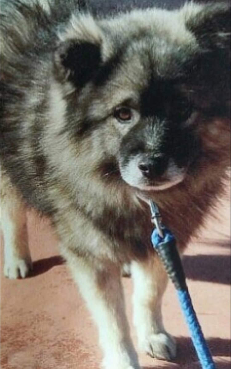 tamanojo222's tweet photo. 迷子犬、探しています
名前は「ゴロ太」雑種オス、中型犬、くすんだ青の首輪、骨型の鑑札付
2017年12月30日pm1時半頃にいなくなりました
わずかでも情報がありましたら、このツイートにリプしていただくか、福島警察署（024-522-2121）にご連絡お願いします。
#迷子犬　#拡散希望　#福島市　#笹木野 https://t.co/ZJ8r9iITgw