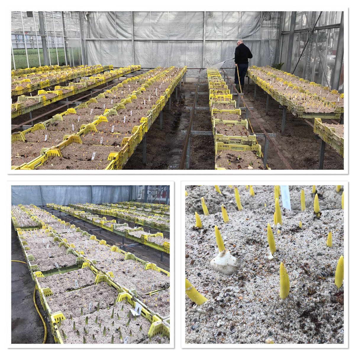 Pietvriend's tweet photo. De #tulpen voor de #driebanflora feb 2018 staan in de kas https://t.co/2NkprRj1F2