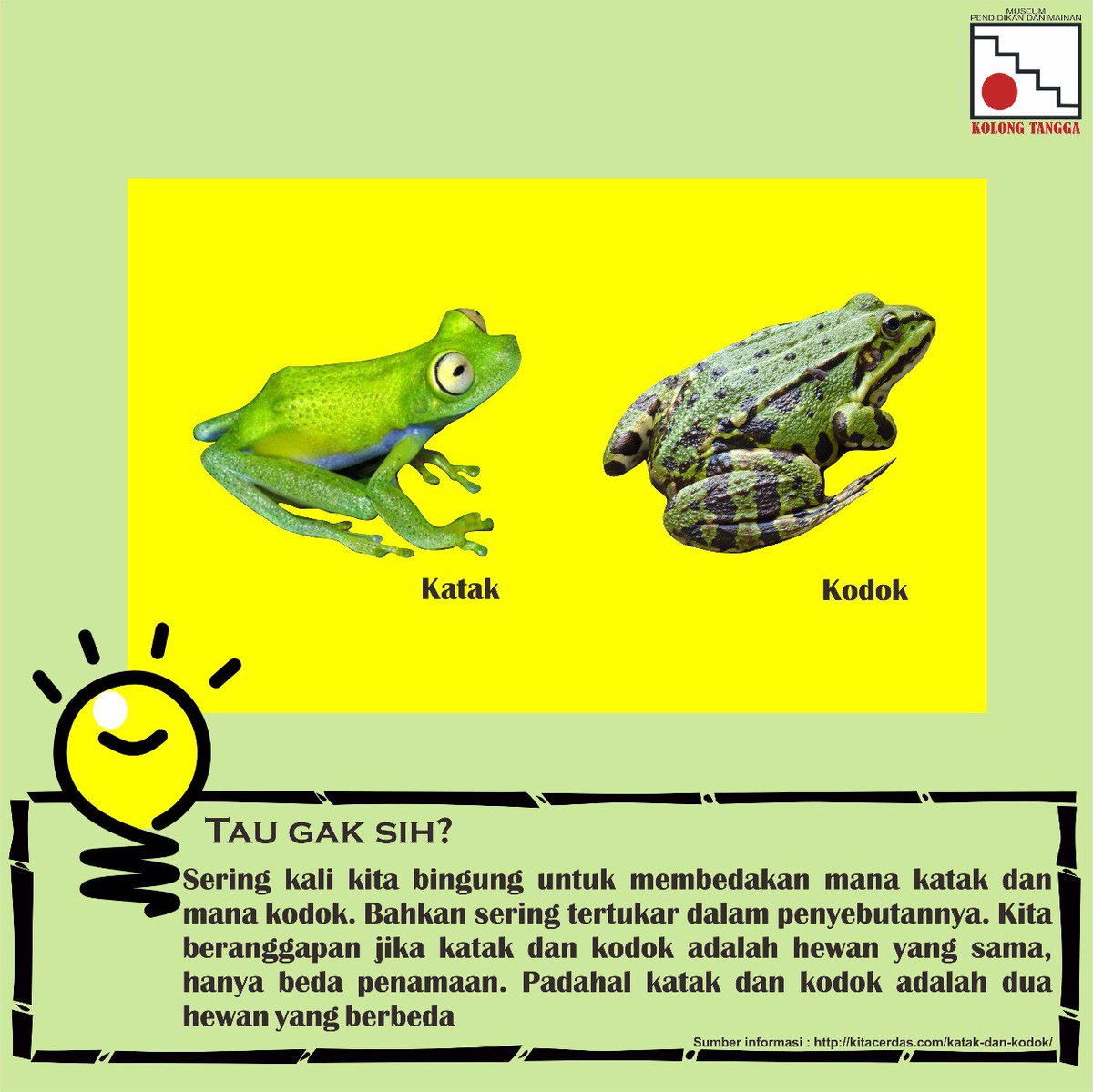 Museum Kolong Tangga Auf Twitter Apa Beda Katak Kodok Katak Berkulit Lebih Halus Lembap Kaki Belakangnya Kuat Panjang Berselaput Katak Bisa Cepat Melompat Dan Berenang Kodok Berkulit Kasar Berbintil