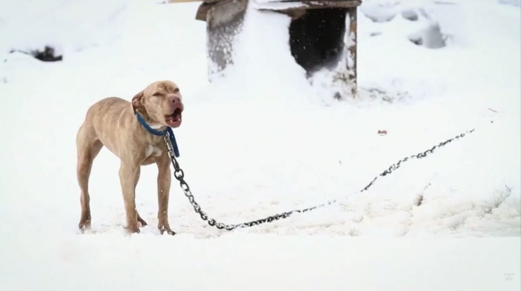 Dr_Dan_1's tweet photo. ‘People are leaving dogs to freeze to death in the bitter cold.’ If it’s too cold for you, it’s too cold for your dog! Please don’t leave pets outside in extreme winter weather (image by @InsideEdition) RT to raise awareness https://t.co/HbbQS9EjMn https://t.co/5Hfkebcc78