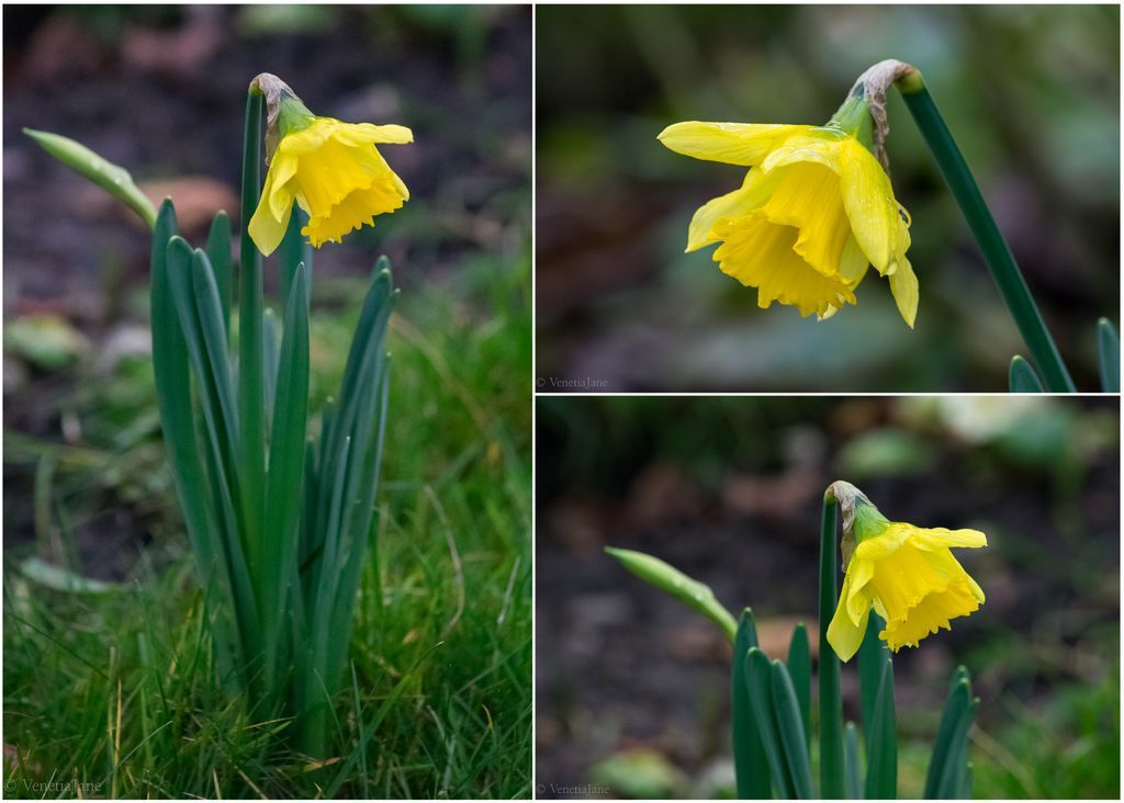 VenetiaJane's tweet photo. This early daffodil is a reminder that spring is just around the corner. Have you spotted any daffodils in bloom yet? #gardening #flowers #photography https://t.co/6EZEa8B4tM