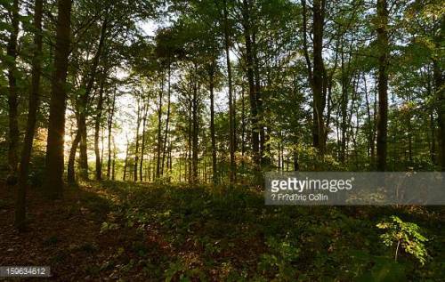 j3n11f's tweet photo. 01-06 Autumn sun setting through the trees in the forrest.... https://t.co/Yhrg48BlyR https://t.co/5A8VXuHXJL