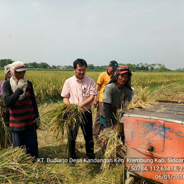 Setditjen_TP's tweet photo. Memastikan panen itu ada d kab. Sidoharjo Sekretaris Direktorat Jenderal Tanaman Pangan Ir. Maman Suherman,, turun langsung ke sawah @kementan @Ditjen_TP_News https://t.co/Cg7T3i9Jy9