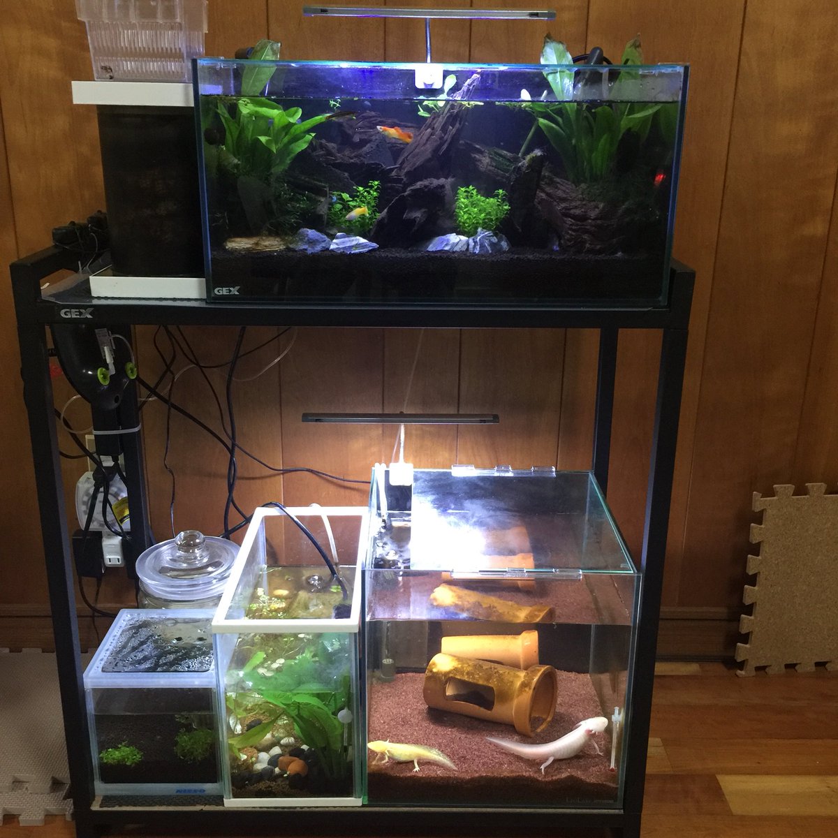 レッドグラミー