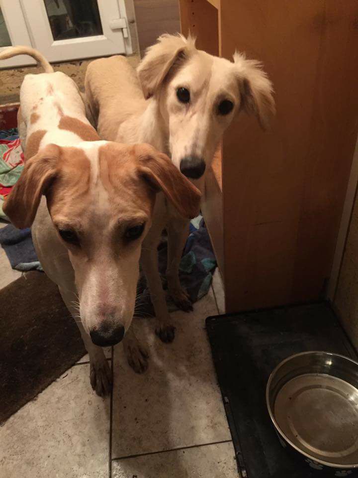 The_Animal_Team's tweet photo. Do you recognise these dogs ? #Found Tibshelf Ponds area Tibshelf Alfreton #Derbyshire contact Bolsover Dog Warden on 01246 242424 https://t.co/G4Kk68FIBp