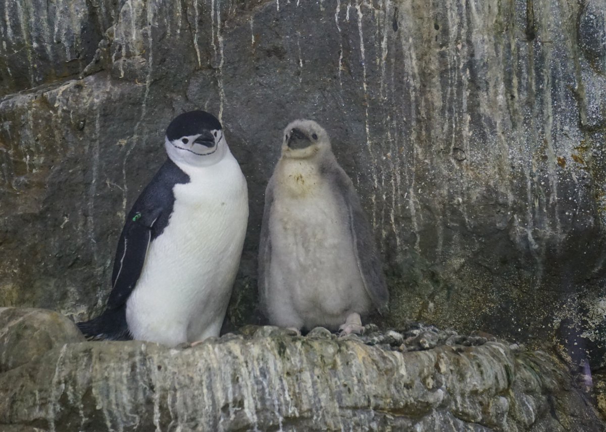 توییتر オロチ در توییتر 今日はちょっとヒゲちゃんの赤ちゃんが可愛すぎた アドベンチャーワールド ヒゲペンギン T Co D1aucqwcsa