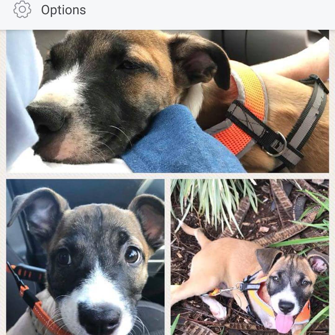 ThorTheDevonRex's tweet photo. Well now look here! A handsome young lad named THOR is up for adoption at Capricorn Animal Aid in Queensland! #adoptdontshop #adoption #capricornanimalaid https://t.co/vczwtowLMn