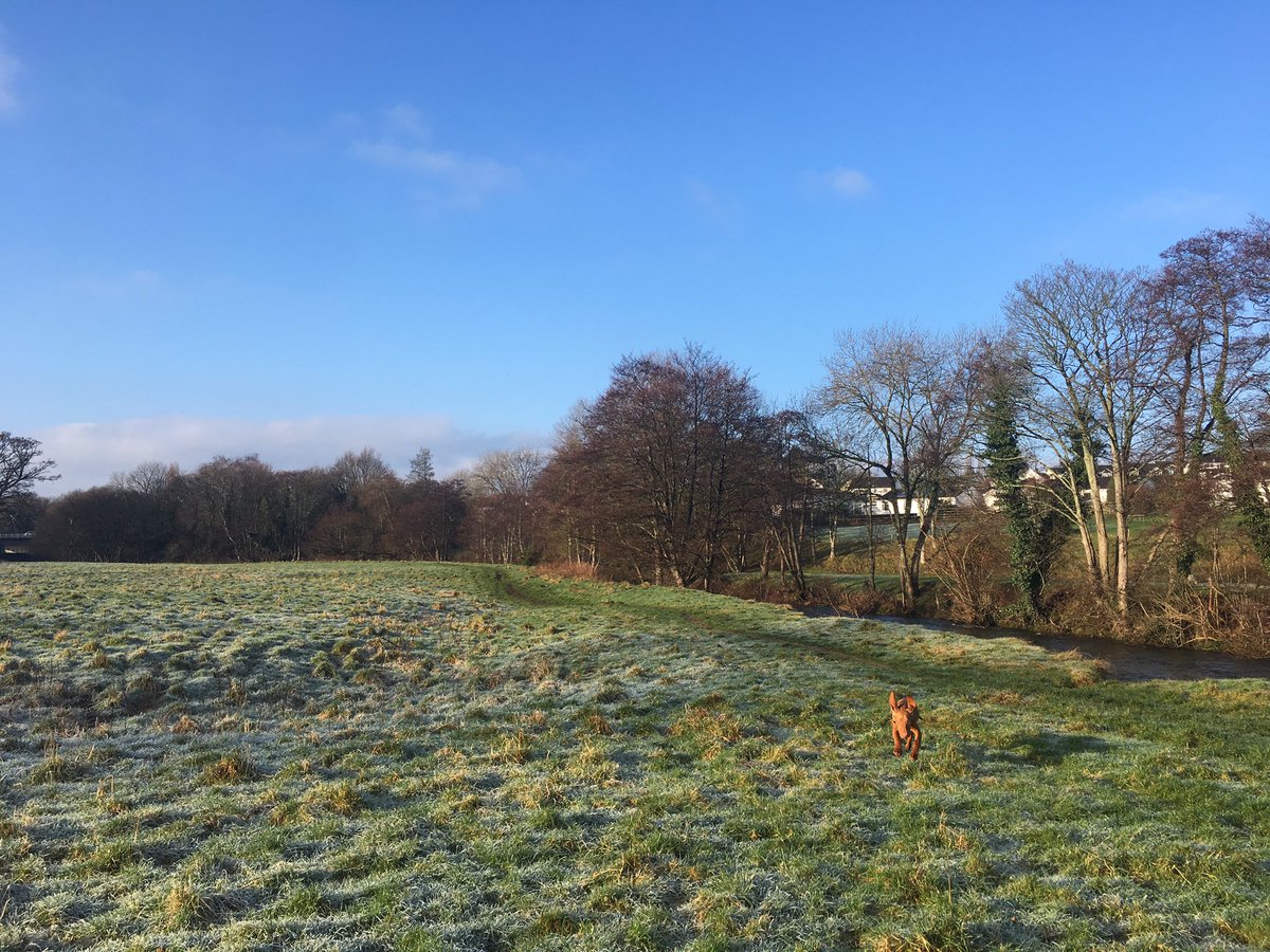 rivendalephysio's tweet photo. Frosty morning with a leaping  vizsla! #mylapup https://t.co/k7SPZlOVe2