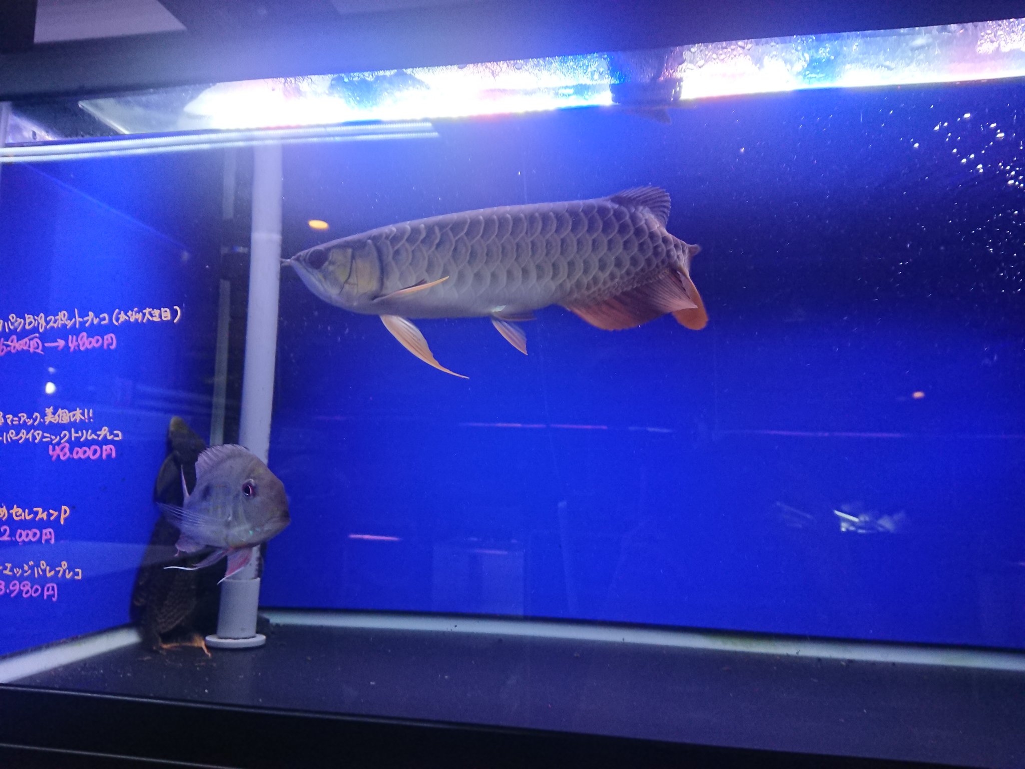 アクアショップしなの アジアアロワナ過背金龍ワイルドブルー系ブキットメラ産 目タレもなく細めのスタイルで青味も強くてかっこいいのでおすすめ 価格相談値引き可 ディー T Co 3nzfm3ror9 Twitter