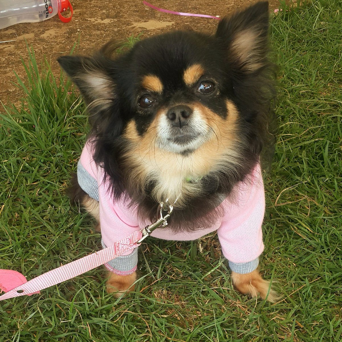 PawsAfrique's tweet photo. Your Wings Were Ready, My Heart Was Not. ๐ถ๐
#furlove #pets #flyfree #chica #chihuahua #chihuahualove #dogs #smallbreeddogs #k9 #k9love #furloveKE #doglover #doglove #pet #petsofinstagram #petsgram #petsofinstagram #petsarefamily #DogsAreFamily #dogsarejoy https://t.co/9zMeJNESpp