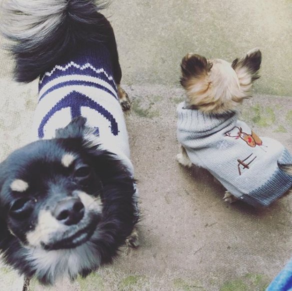 CosyDogs's tweet image. #SaturdayMorning when it's cold out and you still think you look cooler in your jumper than your little brother. #chiuhuahua #puppy #dogs #dogharnesses