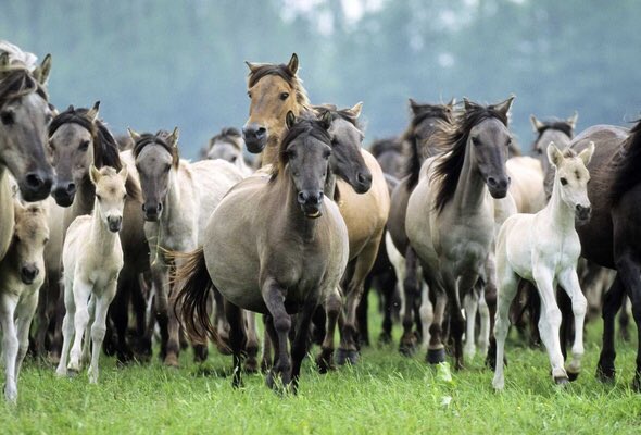 Don’t forget to join us for #EquineHour this Sunday 8-9pm and tweet to a massive audience!!!