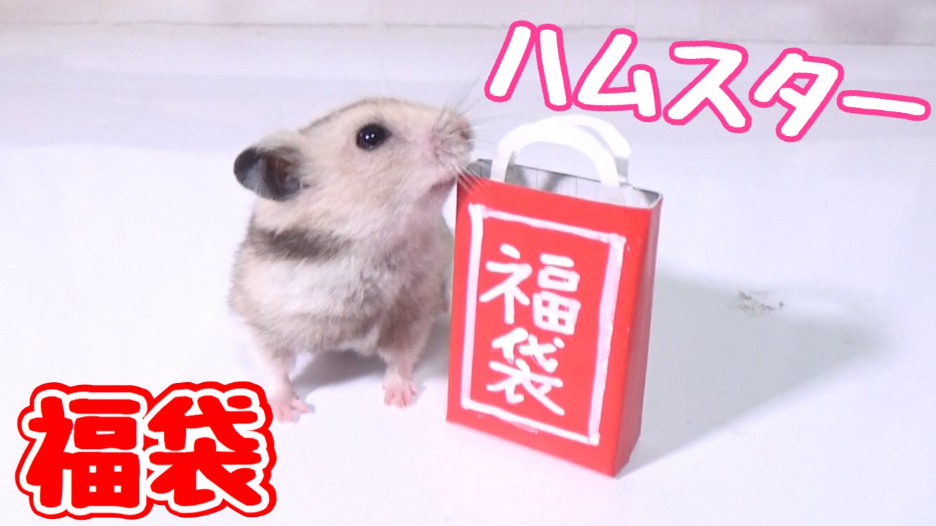 きょんくま Youtuber ペットチャンネル更新しました ぷんちゃんにも福袋を作ってあげました きょんくま Youtube ハムスター 福袋 T Co Vsizacxvk4 T Co P9dnricikf Twitter