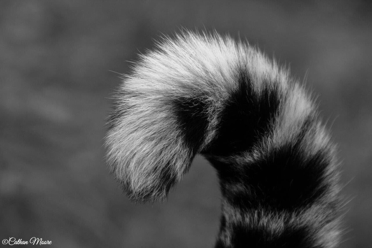 Pause

#wildlife #wildlifephotography #nature #naturephotography #animal #animals #animalphotography #travel #travelgram #SouthAfrica #krugerpark #wu_africa @wu_africa <a href="/pocket_animal/">Victor Sánchez</a> #photography #wilderness #africa #african #safari #africansafari #bestnatureshot 
#destination #d