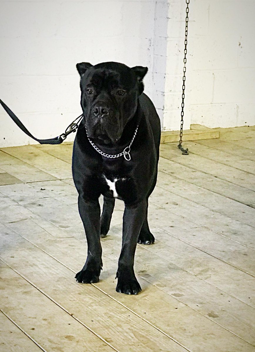 DDR_GUARDDOGS's tweet photo. VITO! Now fully trained. Fed on ImperialFood from @poochdvd | #canecorso #traineddog #protectiondog #kent #uk #personalprotectiondog #celebritydog https://t.co/IVG0K3xyWs