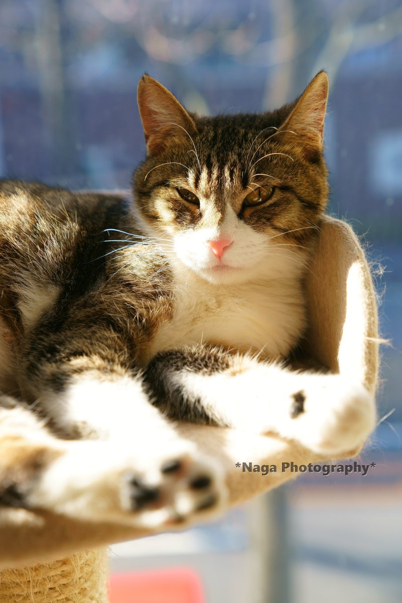 #猫カフェブラン 2017/12
#里親募集 ベニちゃん
#COOLandCUTE #TheArtOfBlanc
#保護猫 #猫部 #猫モフー #カメラ目線猫
#猫 #cat #kitty #kitten #katze #gato #gatto #chat #kat #biri #Кошка
#sony #α7RII #猫ポートレイト
#ふぉと #photography #Coregraphy