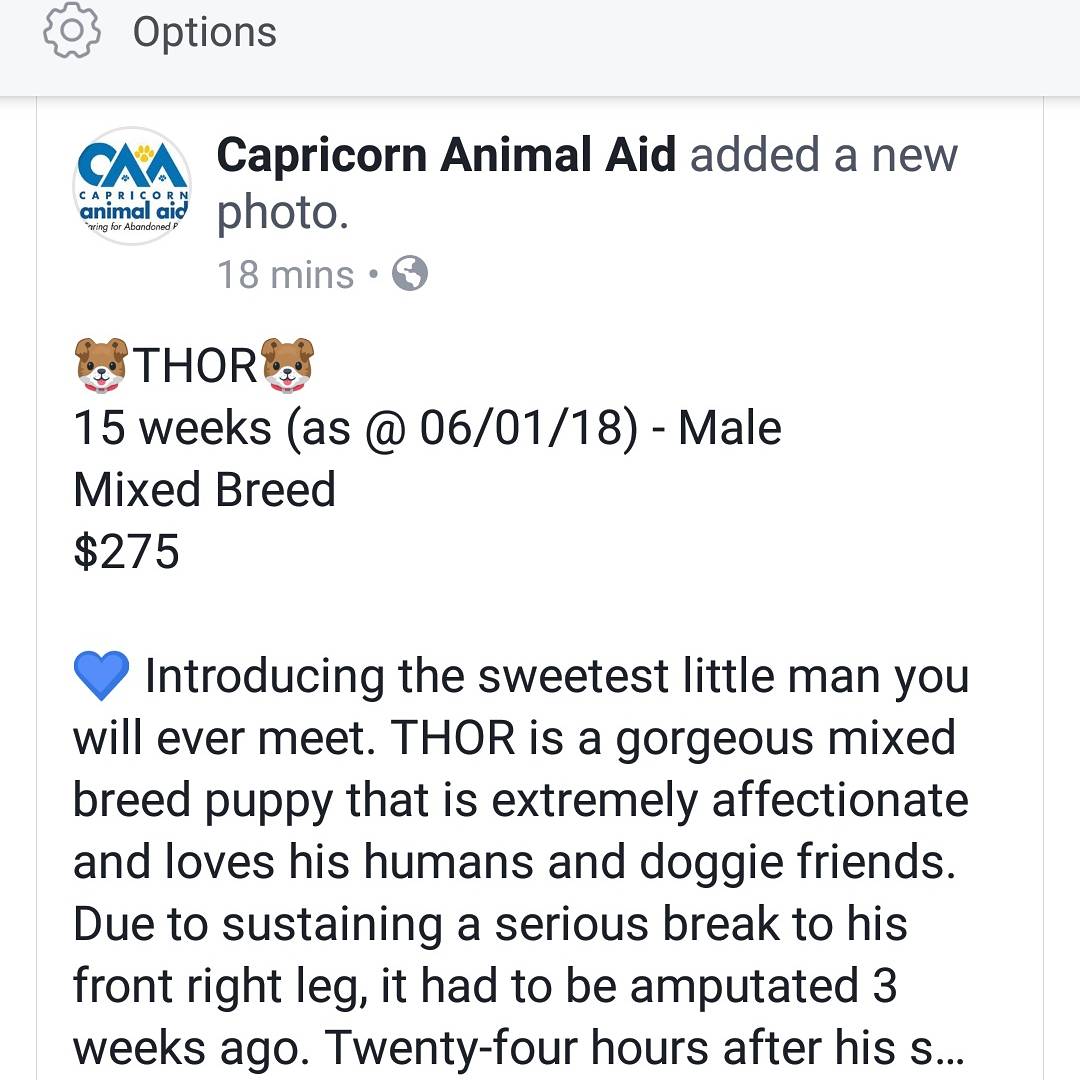 ThorTheDevonRex's tweet photo. Well now look here! A handsome young lad named THOR is up for adoption at Capricorn Animal Aid in Queensland! #adoptdontshop #adoption #capricornanimalaid https://t.co/vczwtowLMn