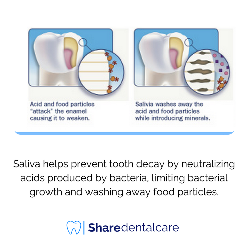ShareDentalCare's tweet photo. #Saliva helps prevent #tooth_decay by neutralizing acids produced by #bacteria, limiting bacterial growth and washing away food particles.
#Dentistry #Dentist #Dental #Dentalhealth #Oralhealth #Health https://t.co/E3GW35wSaI