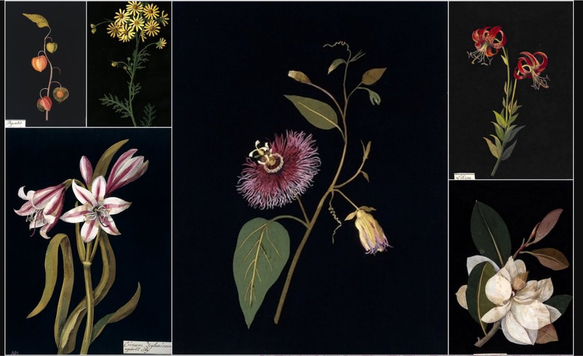 MrEwanMorrison's tweet photo. So accurate they are still studied by botanists today, these exquisite 18th-century 'flower mosaicks' were created Mary Delany - a widow who, invented a whole new art form at the age of 72. Each image is made by minutely cut &amp; collaged paper. From 1772 on, she made 1,000 images. https://t.co/JRreEDitYM