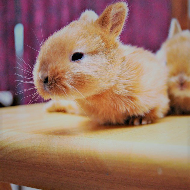 What is a kitten?

A baby cat we hear you say...

But, what about baby rabbits?!

The name for rabbit babies is kittens but this is often shortened to kits.