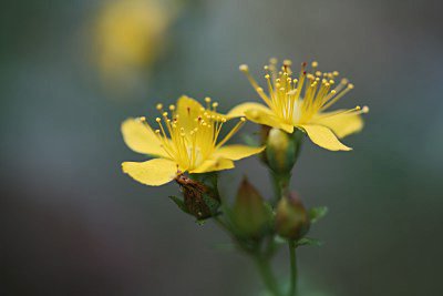 切ない花言葉 オトギリソウ 昔 ある鷹匠は 鷹が傷ついた時の治療薬として弟切草を使っていました 誰にも草の名前を明かしていませんでしたが ある日彼の弟が他の鷹匠に秘密をバラします これに怒った鷹匠は 弟を斬り殺したことから 弟切草 と