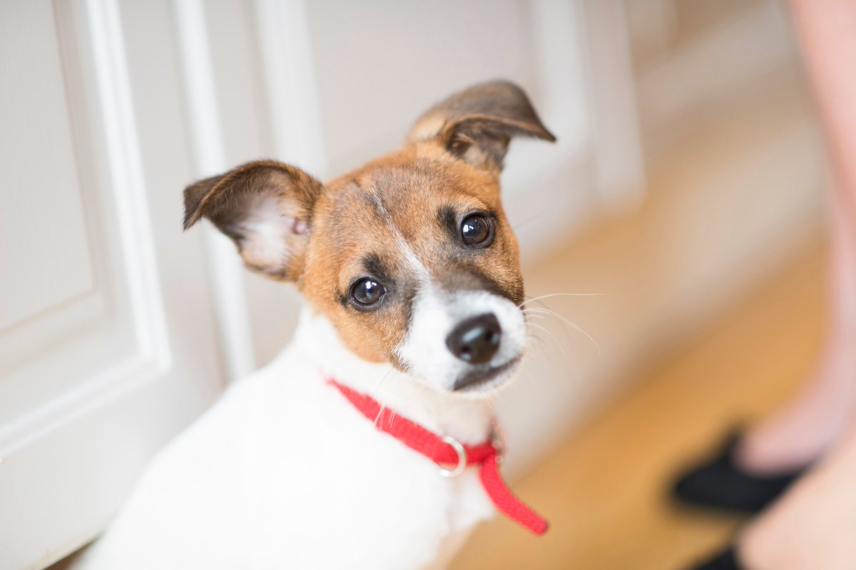 BrookLappingPro's tweet photo. Will Boomer the #JackRussell rescue settle into his foster home? Airing tonight on Channel 5 6pm #WonderfulWorldOfPuppies @channel5_tv https://t.co/Mm9B2jtioU