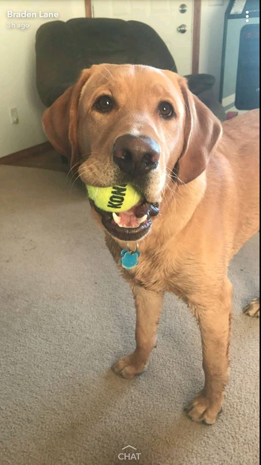 LabradorFanClub's tweet photo. So cute :) What is this Lab thinking?

Photo sent by Brandon Combs https://t.co/Qh9uIV4bIU