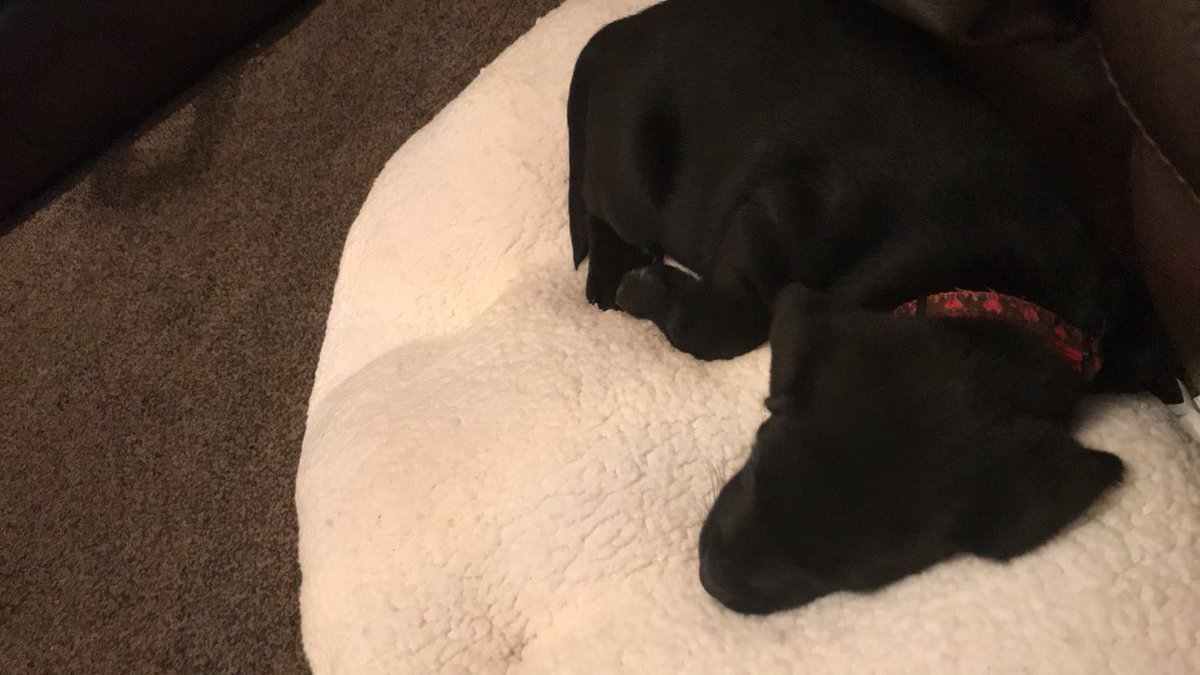 So. I might of got a puppy 😍 #puppy #love #labrador #princess
