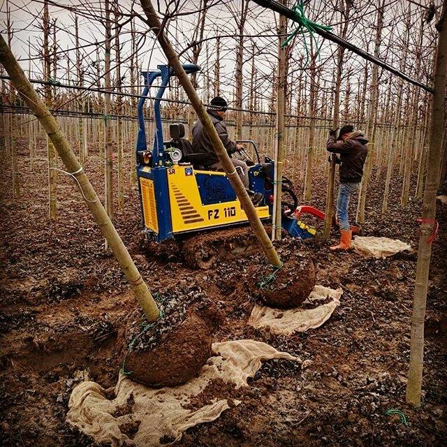 ekinfidan's tweet photo. #ekinfidan #üretim #söküm #rootballing 📷: @ekinfidancilik https://t.co/PsNUkfMXxw