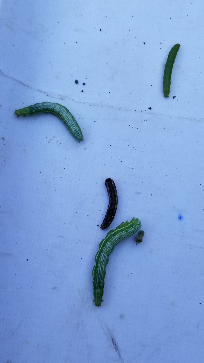 edufarias68's tweet photo. Marcos Juárez, monitoreo de ayer: Isoca en R2, Yuyo Colorado en soja 2° cabeceras, Roya de la hoja en Maíz, Megascelis en Soja 2°. https://t.co/tyVXJbxBvR