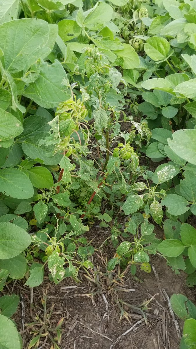 edufarias68's tweet photo. Marcos Juárez, monitoreo de ayer: Isoca en R2, Yuyo Colorado en soja 2° cabeceras, Roya de la hoja en Maíz, Megascelis en Soja 2°. https://t.co/tyVXJbxBvR