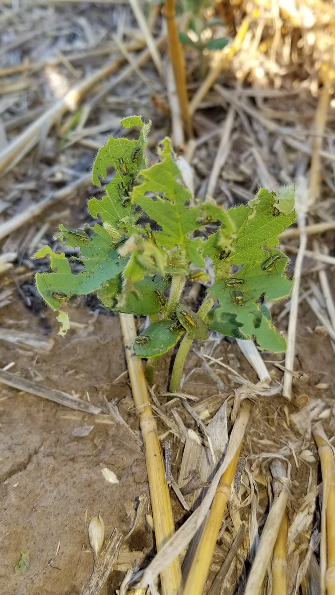 edufarias68's tweet photo. Marcos Juárez, monitoreo de ayer: Isoca en R2, Yuyo Colorado en soja 2° cabeceras, Roya de la hoja en Maíz, Megascelis en Soja 2°. https://t.co/tyVXJbxBvR