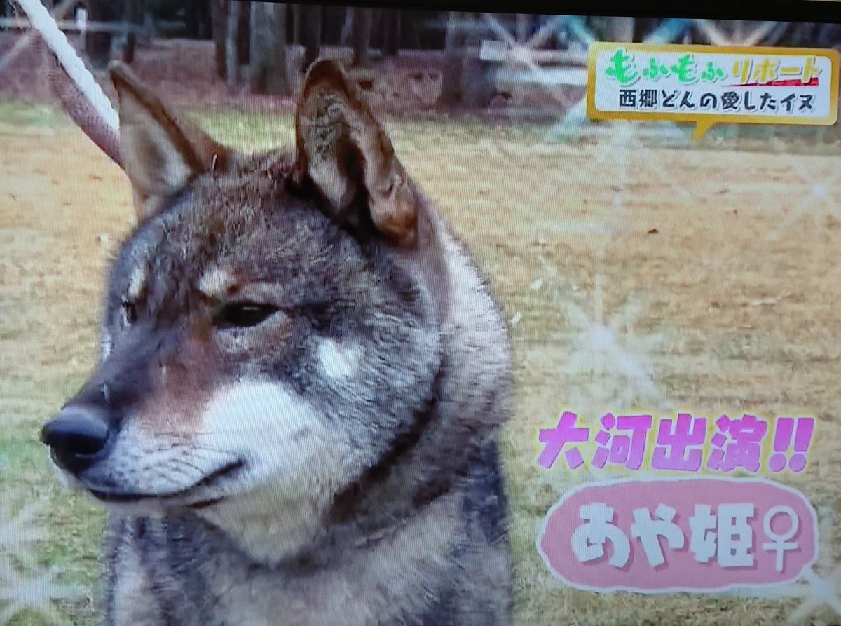 Nhk大河ドラマ 西郷どん とツン役の四国犬と狆 ちん のまとめ Togetter Nhk大河ドラマ 西郷どん とツン役の四国犬と狆 ちん のまとめ Togetter